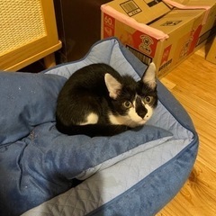 埼玉、栃木、群馬の動物カフェ教えてください🙇‍♀️