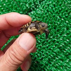 ヤエヤマミナミイシガメベビー
