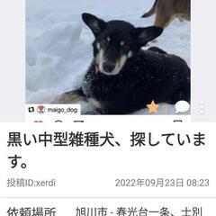 迷子 メスのワンちゃん 気にかけてください