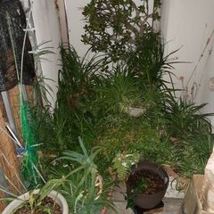 オリズルランや鉢植え、土　あげます