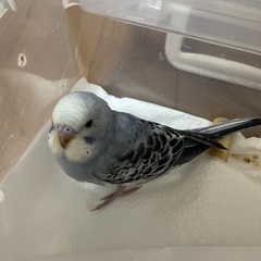 追記①②有　8月生まれ　グレーオパーリン　セキセイインコ