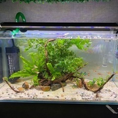 水槽セット