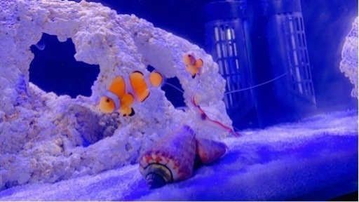 海水魚水槽