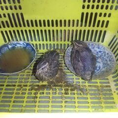 うずらメス２羽お譲りします。