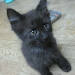 おしゃれ猫　くーちゃん　8月生まれ