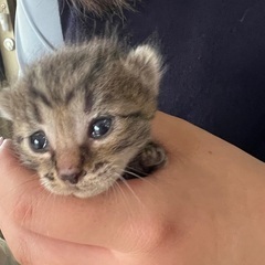 仕事場で産まれた仔猫ちゃん