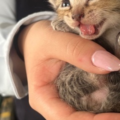 仕事場で生まれた仔猫ちゃん