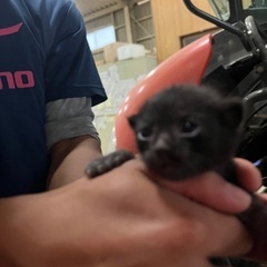 仕事場で生まれた仔猫ちゃん