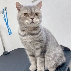 ブリティッシュショートヘアの女の子 − 岐阜県