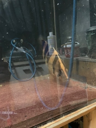 熱帯魚