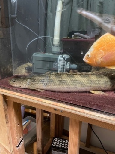 熱帯魚