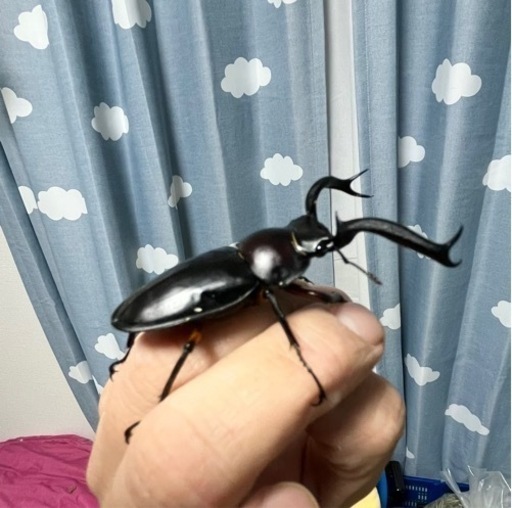 ディディエールシカクワガタ幼虫5匹