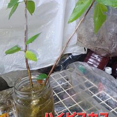 植物あげますC
