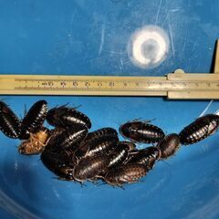 デュビア　成虫　200匹
