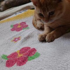 小猫の里親募集