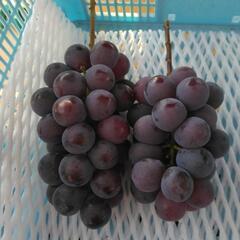 ぶどう🍇