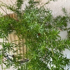 観葉植物　(海松)の画像