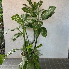 観葉植物　ドラセナ