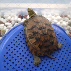🐢相談中🐢たくさんのお申し出ありがとうございます