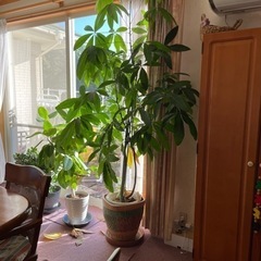 観葉植物　パキラ　テラコッタ鉢つき