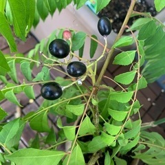 カレーリーフの種