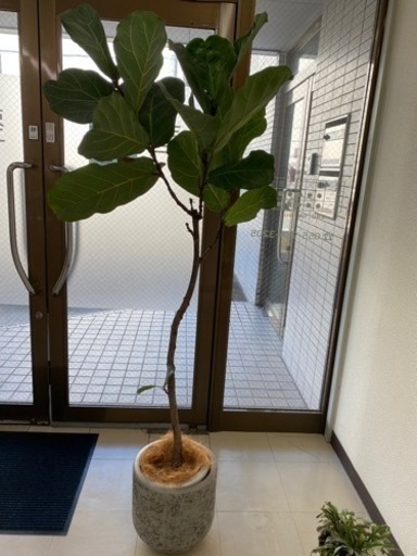 カシワバゴムノキ　観葉植物