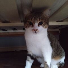 名前はもみじ