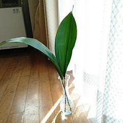 ハラン株分け　一株500円の画像
