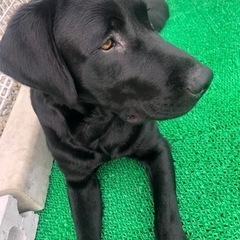 ラブラドール　雄犬　里親募集