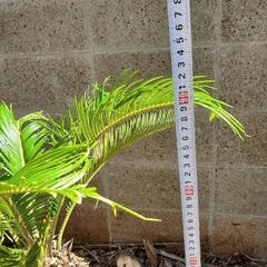 ソテツ　蘇鉄　観葉植物　可愛いです！　植物　ガーデニング　園芸　花　植栽の画像