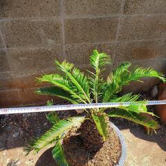 ソテツ　蘇鉄　観葉植物　可愛いです！　植物　ガーデニング　園芸　花　植栽の画像