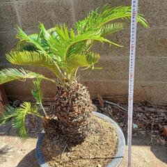 ソテツ　蘇鉄　観葉植物　可愛いです！　植物　ガーデニング　園芸　花　植栽の画像