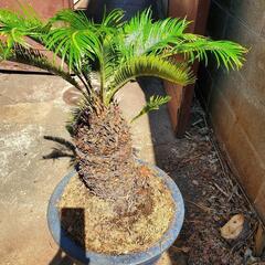 ソテツ　蘇鉄　観葉植物　可愛いです！　植物　ガーデニング　園芸　花　植栽の画像