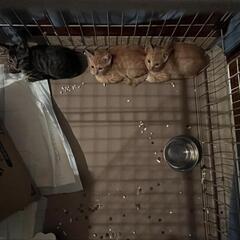 仔猫３匹♂️　キジ　茶トラ　兄弟猫