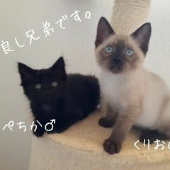 可愛い兄弟です！