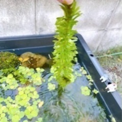 【無農薬】アナカリスの画像