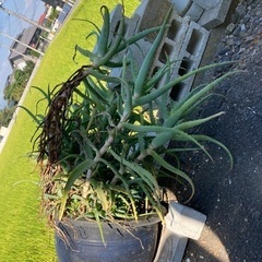 アロエ