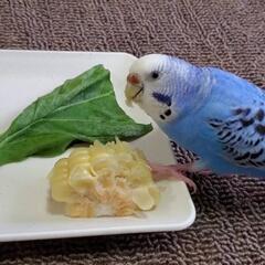 セキセイインコを探しています。
