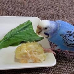 セキセイインコを探しています。 - 福岡市