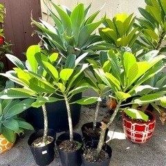 早い者勝ち！お洒落な観葉植物一式