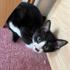 【里親様決まりました✨】元気いっぱいほくろちゃん☀️ - 猫