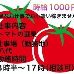 選果場でトマトの選別作業