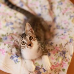 【里親決定】ゴロゴロが止まらない人懐こい子