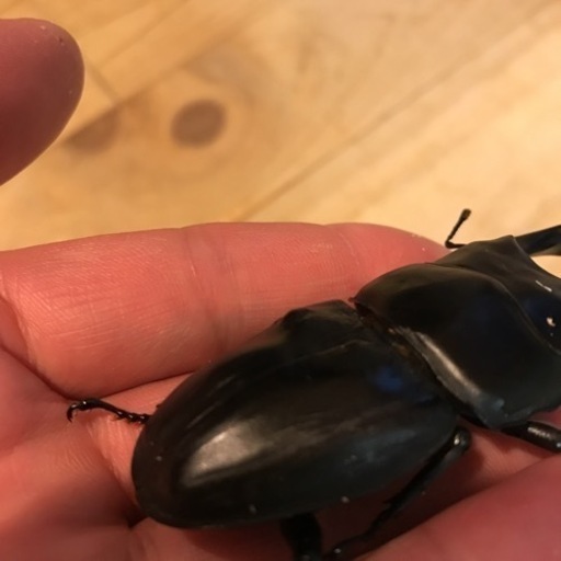 オオクワガタ　能勢YG 80.6ミリ　新成虫