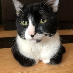 猫の里親募集🐈 - 栗東市