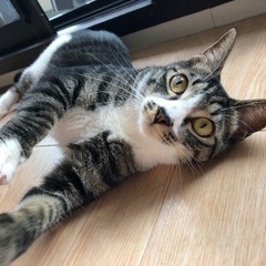 猫の里親募集🐈 - 猫