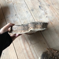 さるのこしかけ？の画像