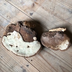 さるのこしかけ？の画像