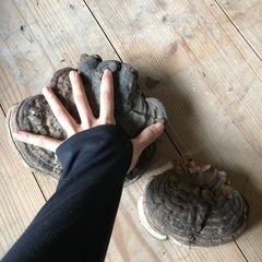 さるのこしかけ？の画像