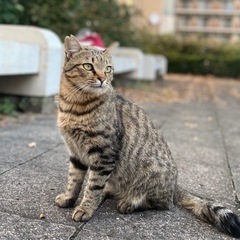 🌸人のことが大好きなさくら猫の男の子🌸